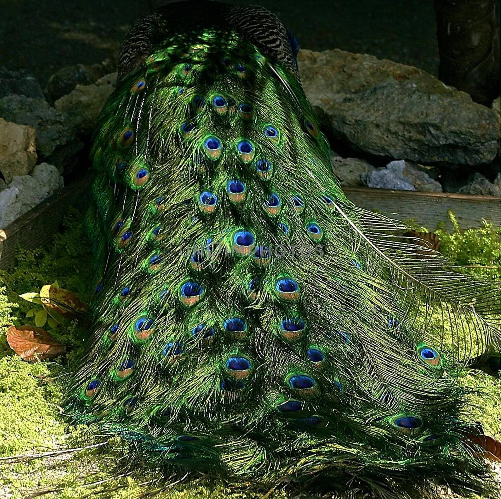 Impressive view of folded colorfull peacock tail