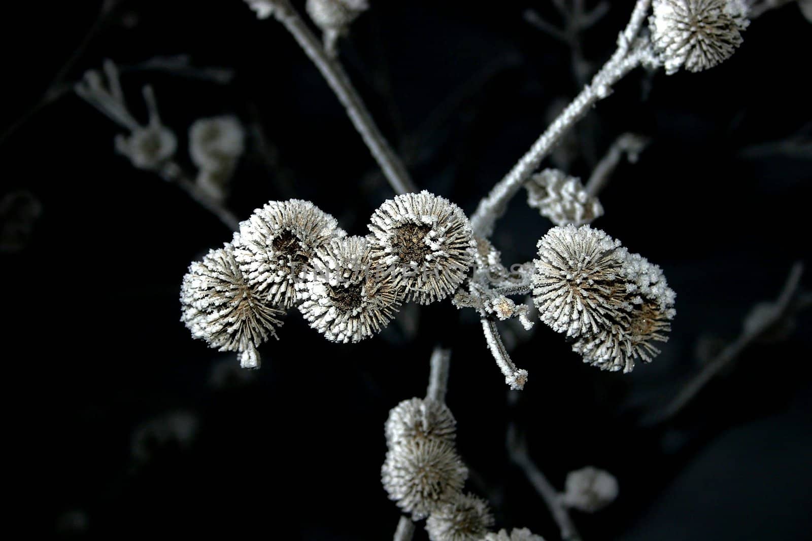 Frosted thorns from river moisture on a very icy morning