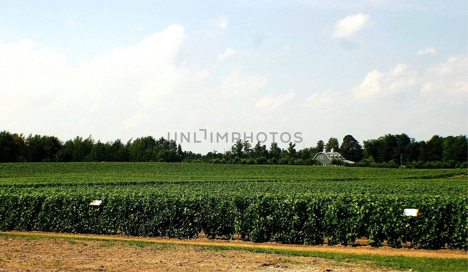 Barn on vineyard field in the middle of vines