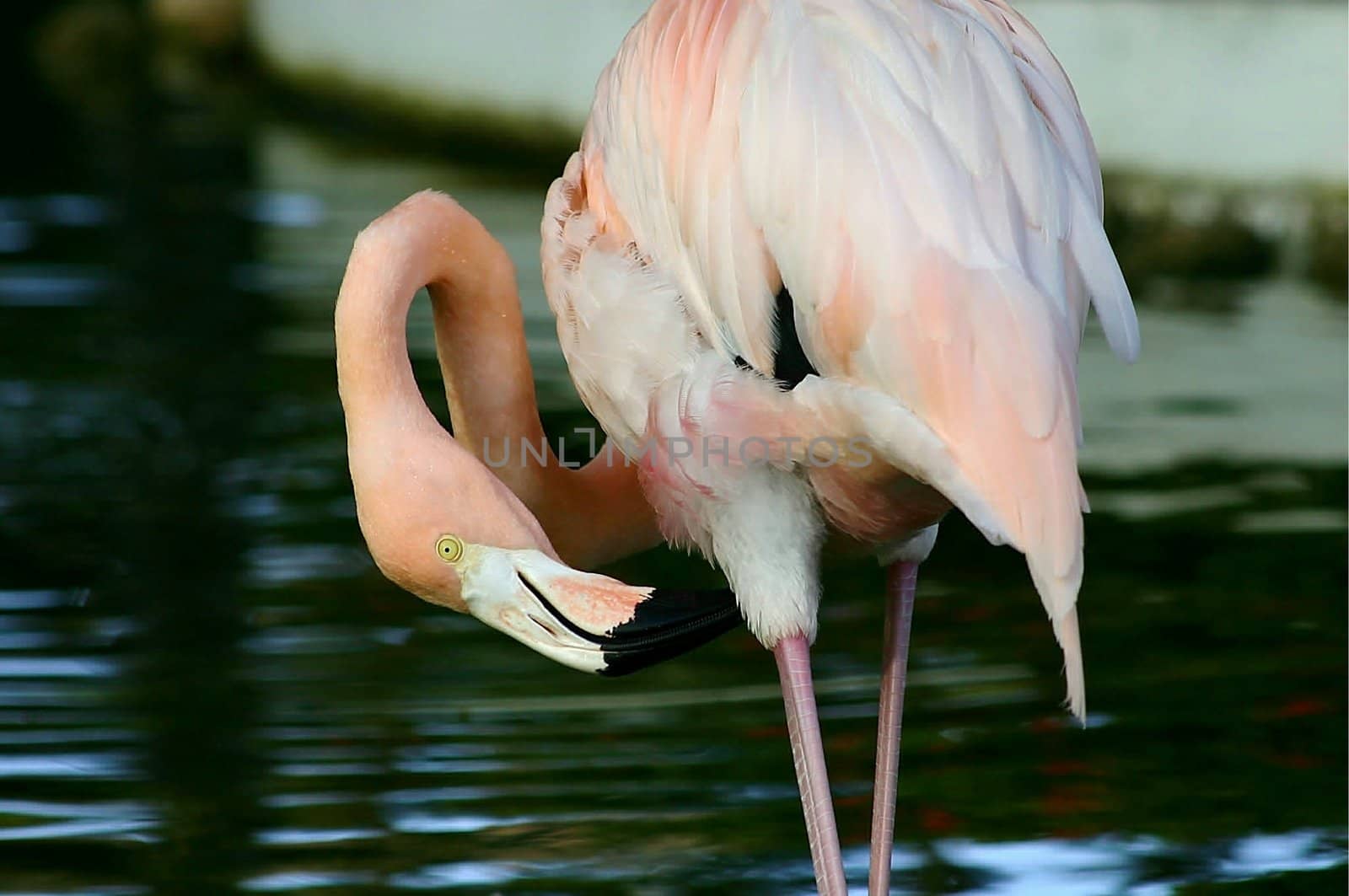 Pink flamingo acting as a contorsonist with it's twisted neck
