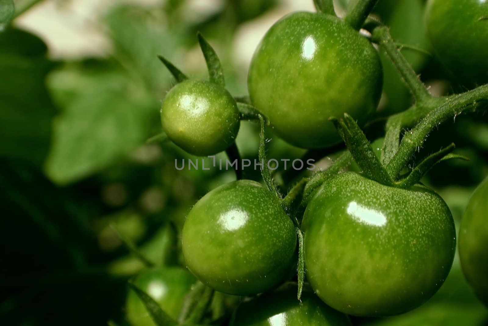 Cherry tomatoes that have not yet ripen