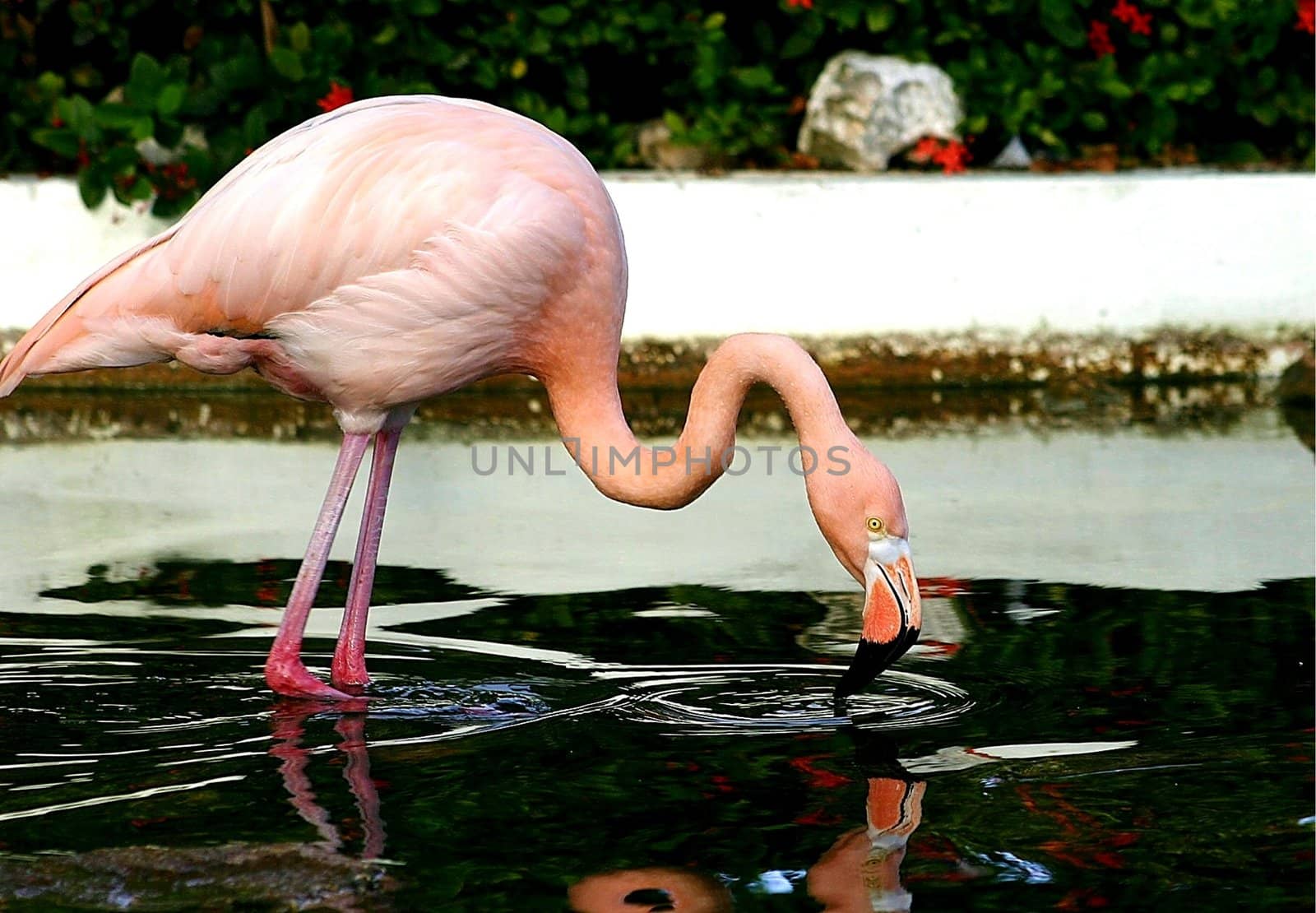 Pink flamengo drinking from pond.