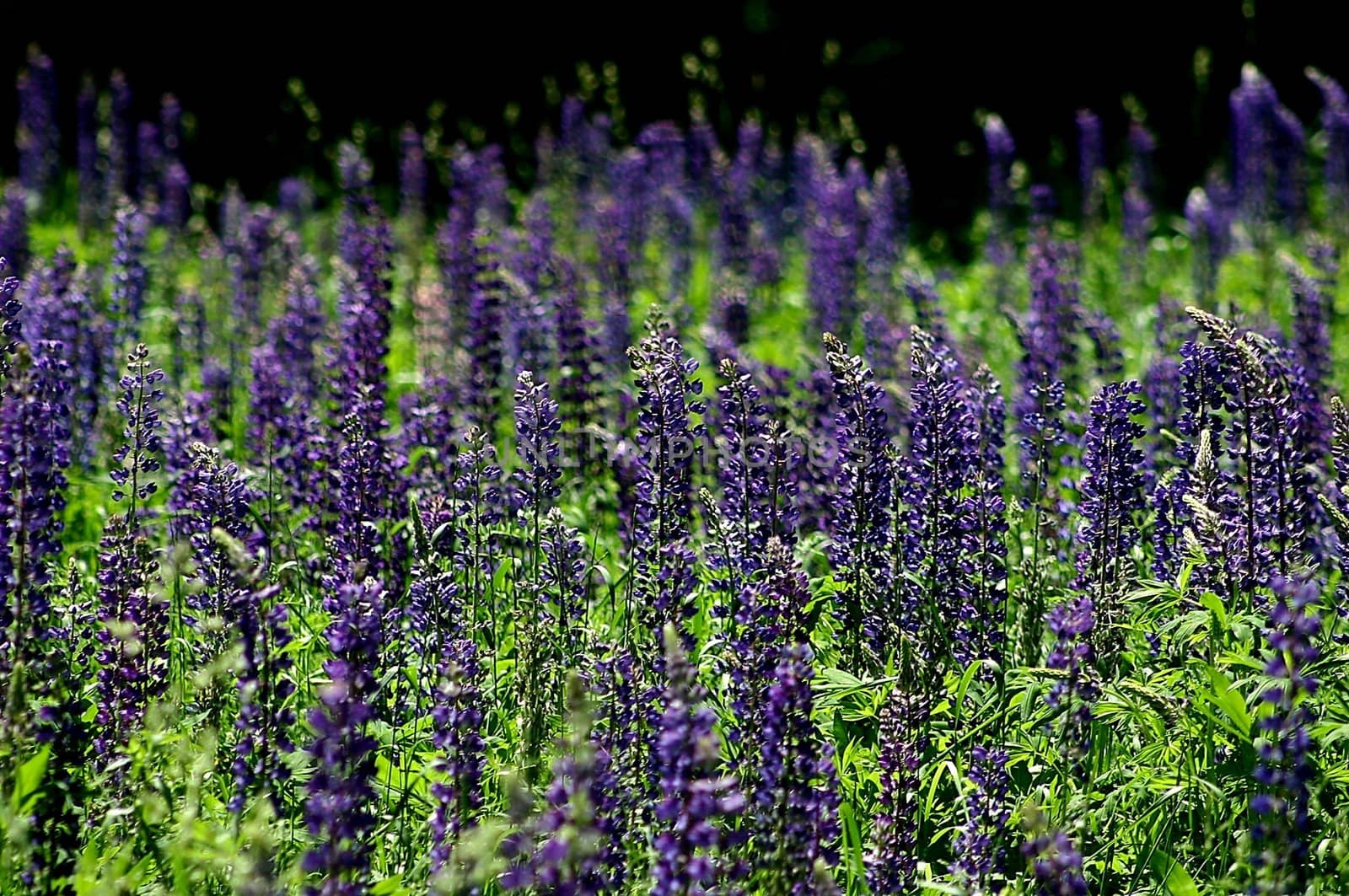 Close up of lavender field in the Eastern Townships