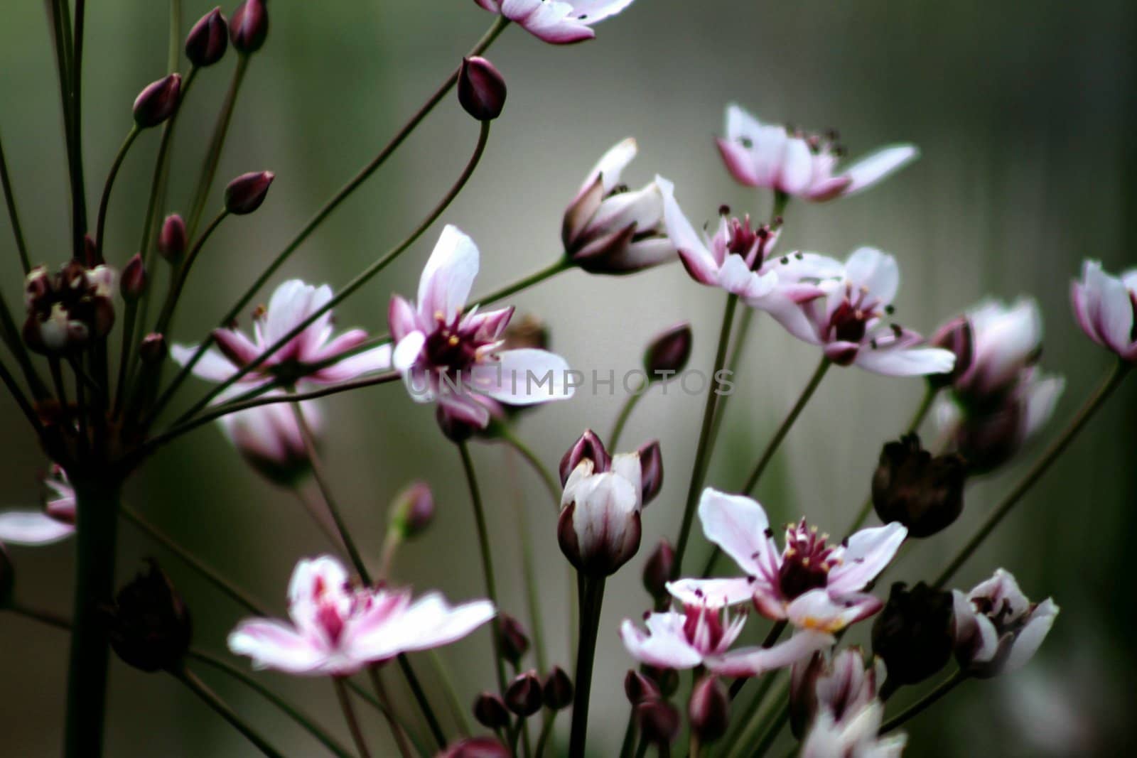 Wild flowers in early morning