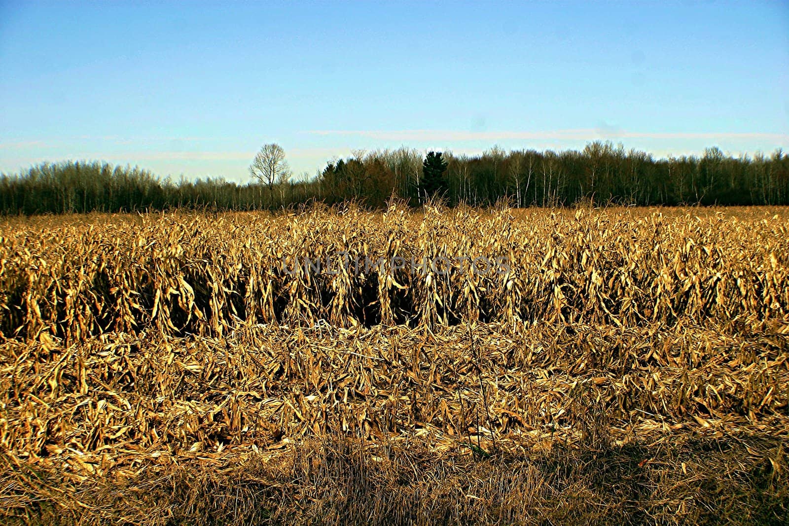 Dried corn field by dbriyul
