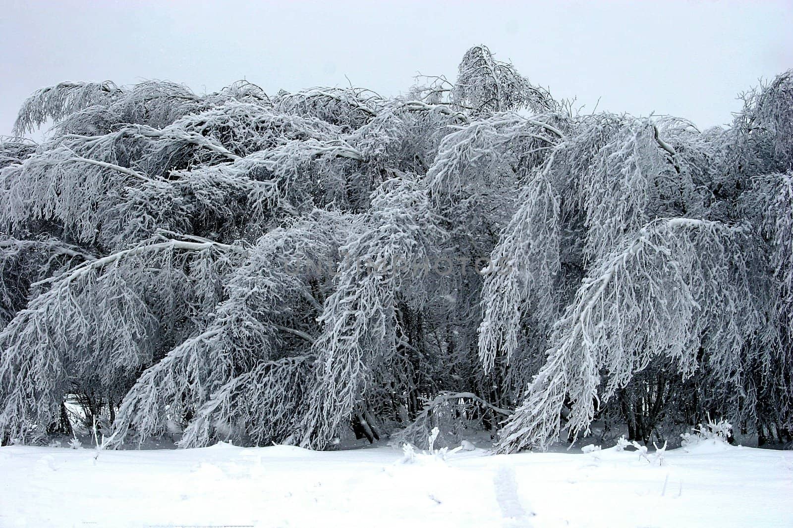 Snow ladden trees after a winter storm