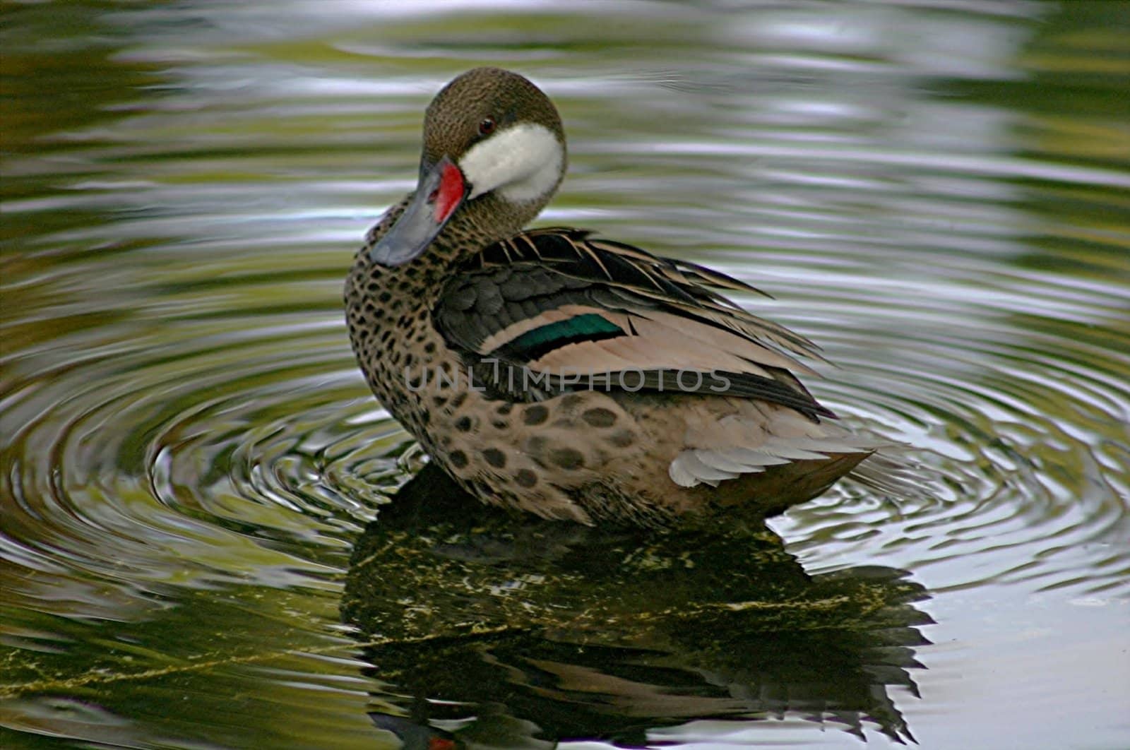 Duck on pond surrounded by ripples