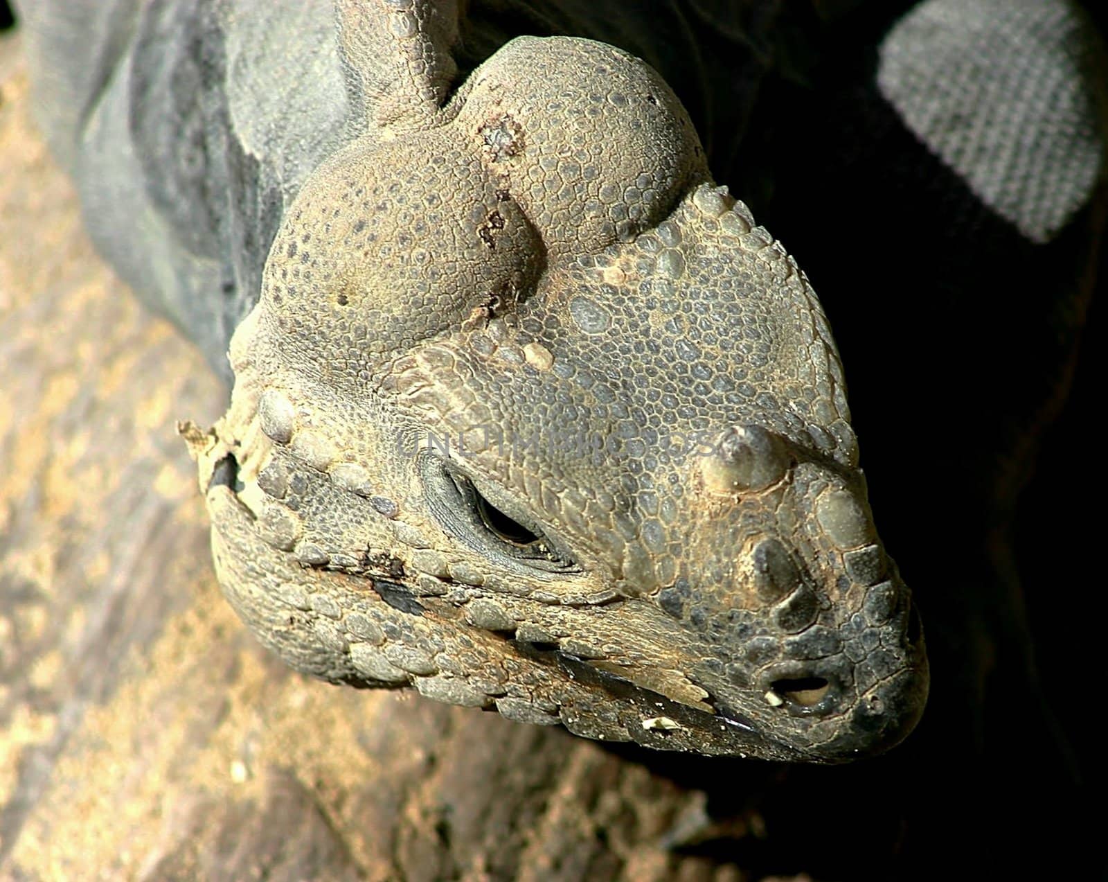 Close up of lizard's head