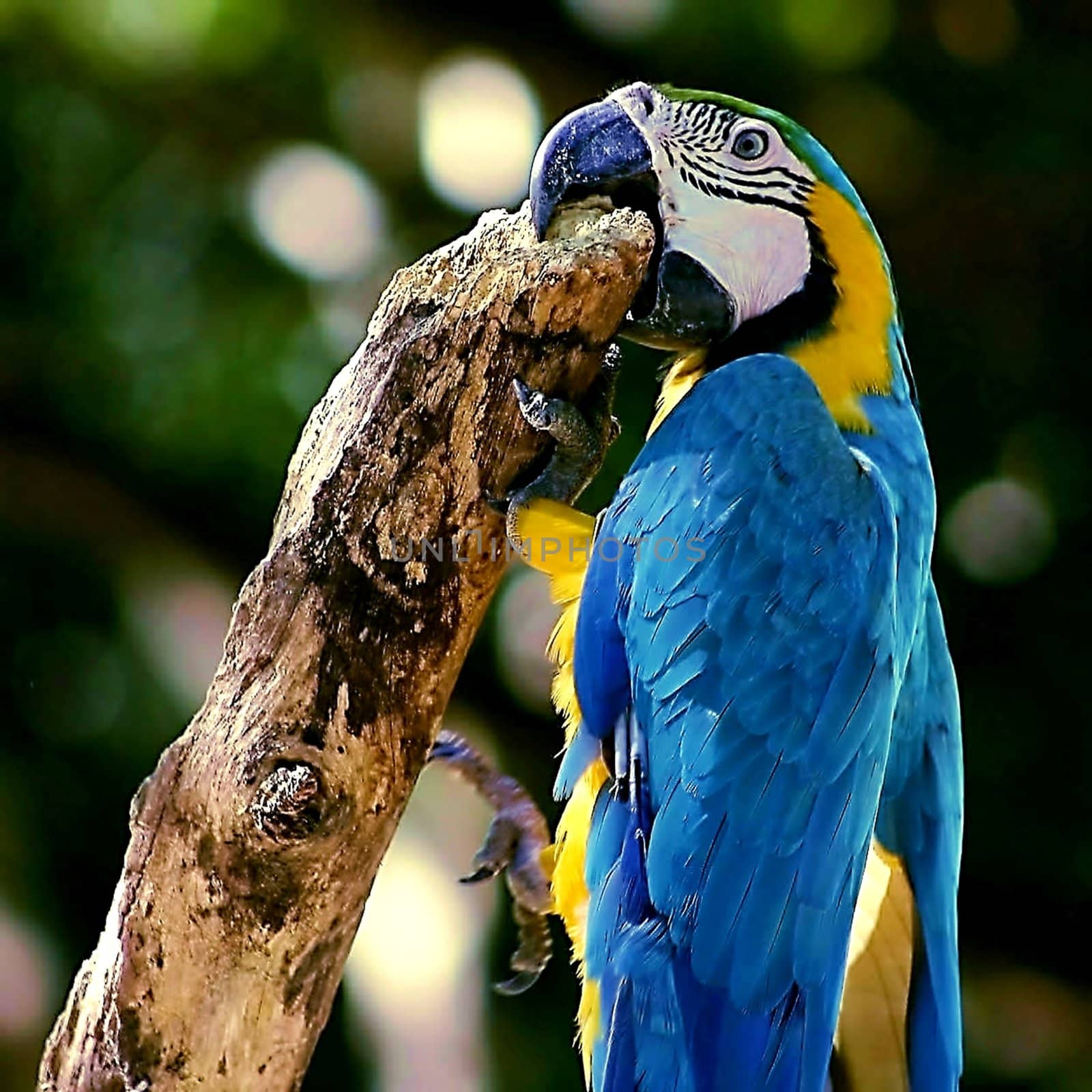 Tropical parrot chewing on post