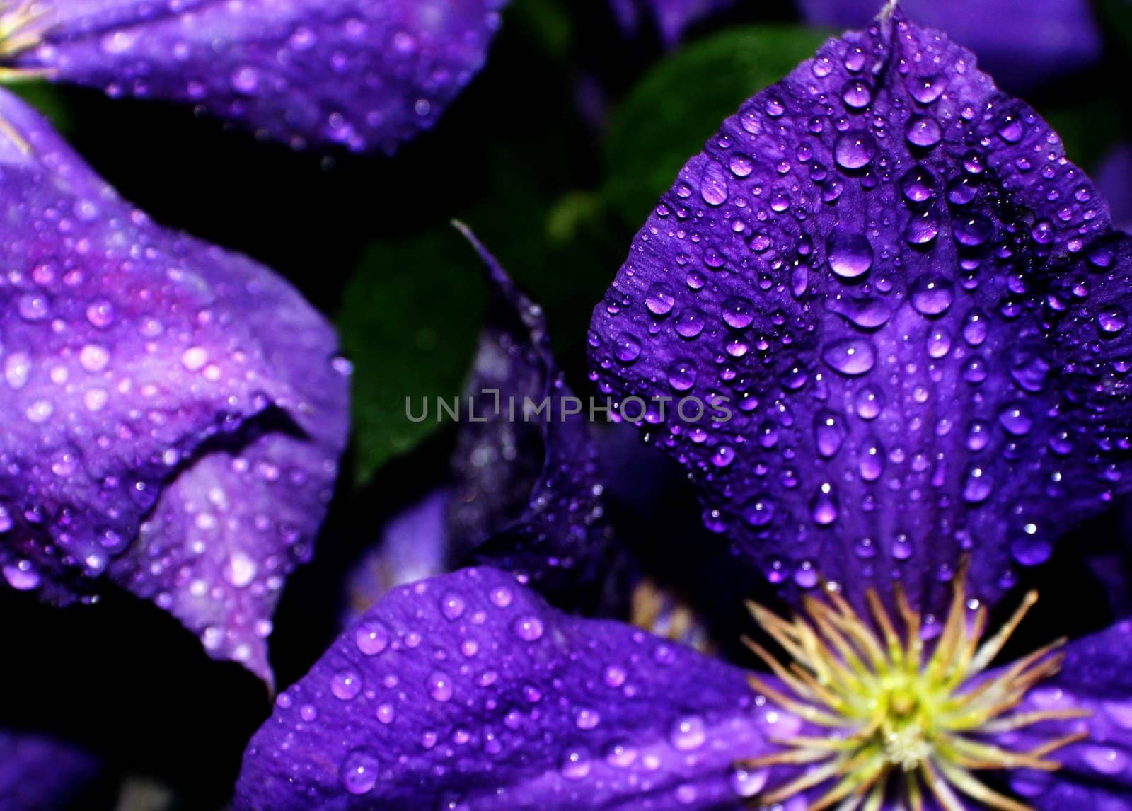 Purple clematis taken with early morning dew