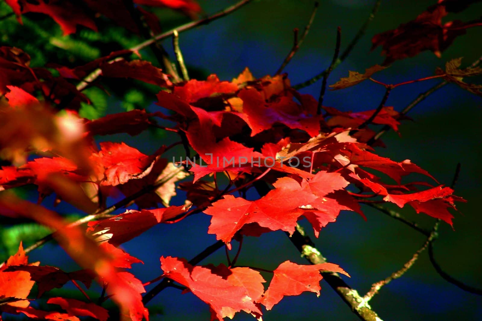 Red maple leaves in the fall under bright sunlight