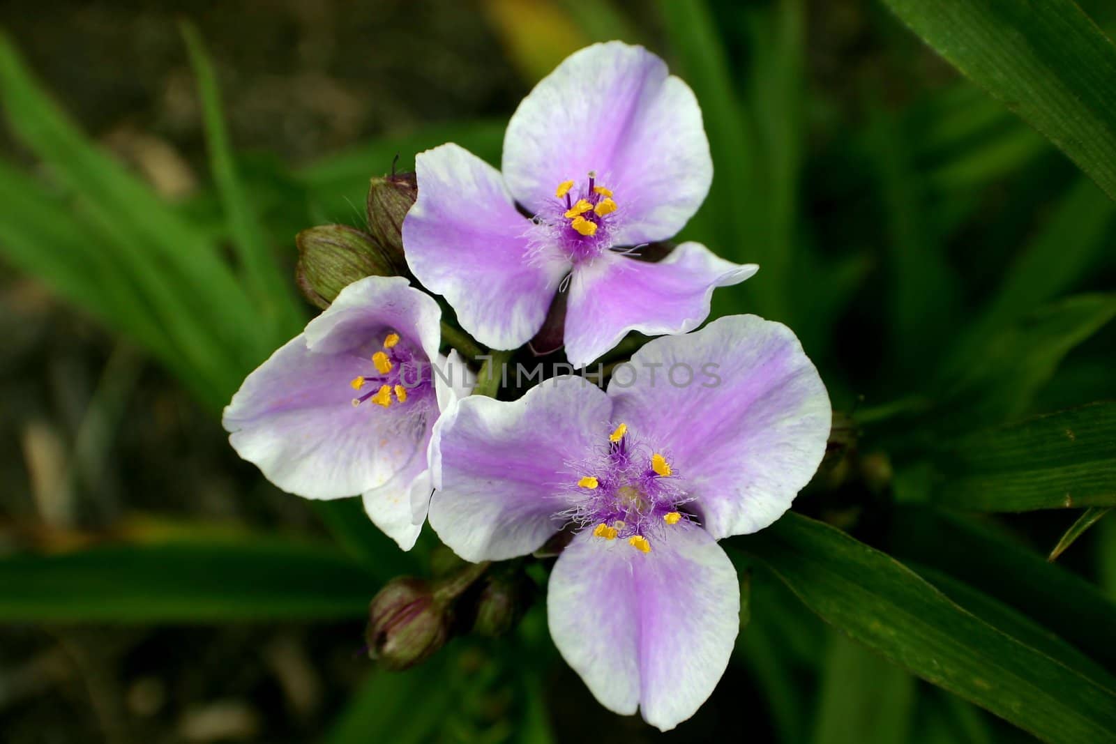 Grouping of three purple and white flowers