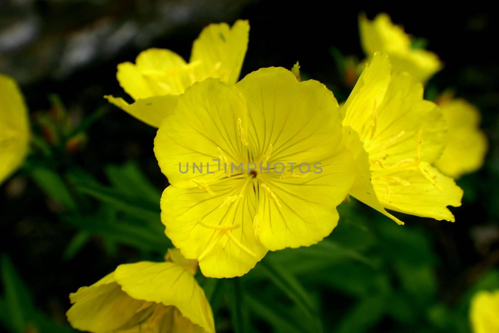 Bright yellow buttercup flowers on green background
