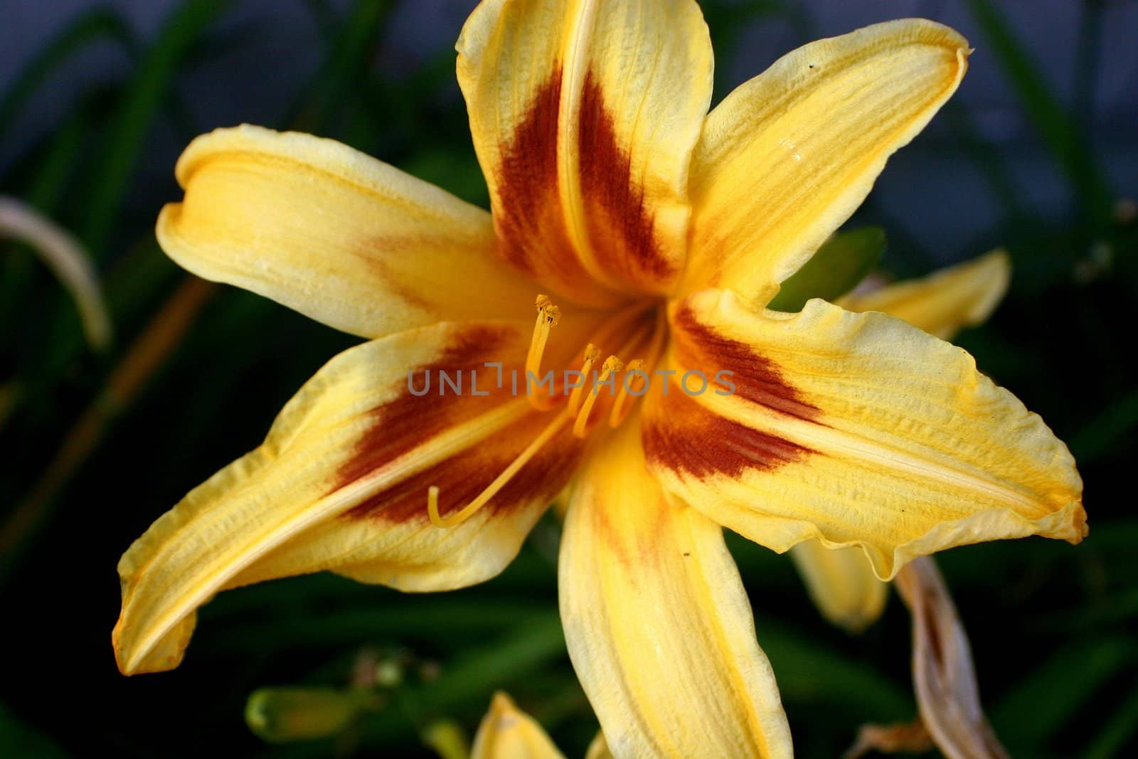 Details from golden Orchid flower from carabean garden