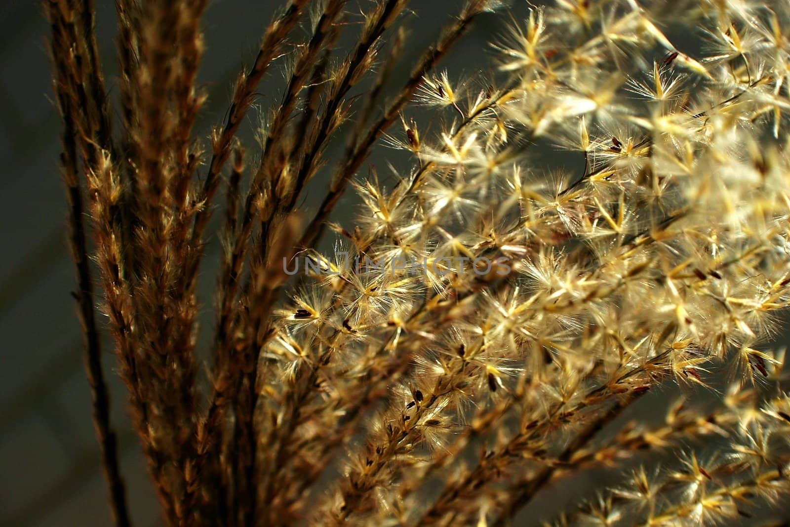 Close up of decorative hay grains in bright sun