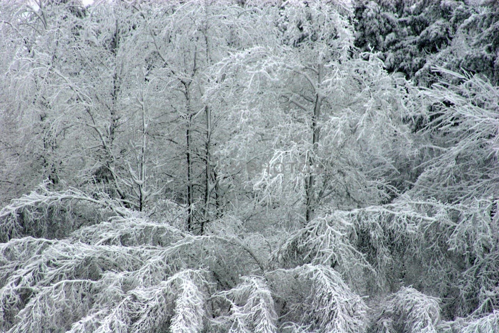 Bent trees after a heavy snow fall