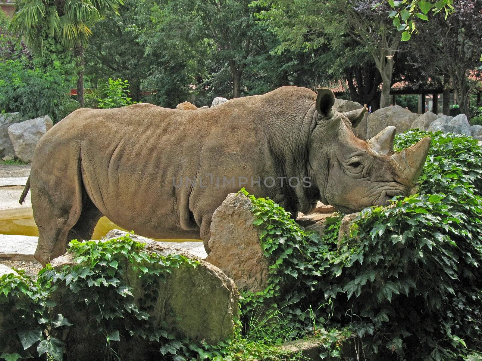 Rhinoceros that sunbathe with his head resting on the rocks