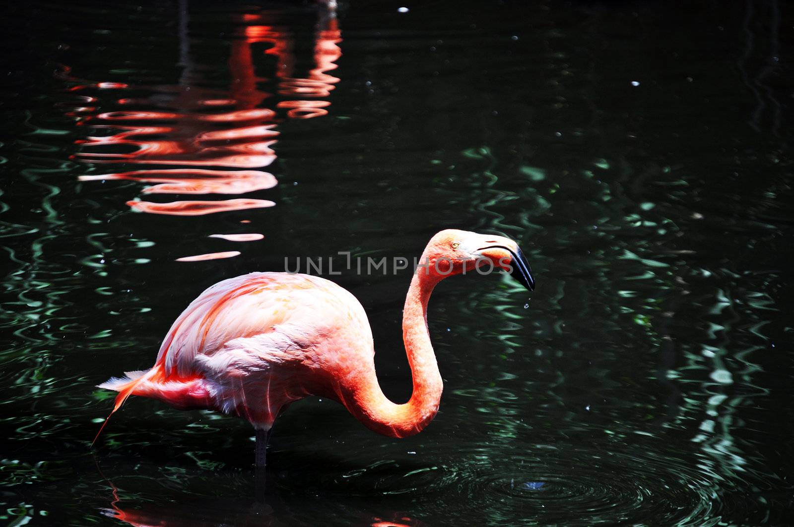 a pink flamingo wades in the water of a pond