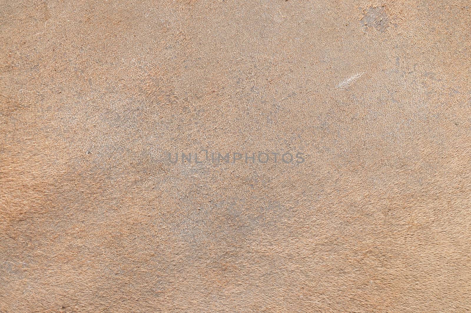 a camel skin textrue background or abstract