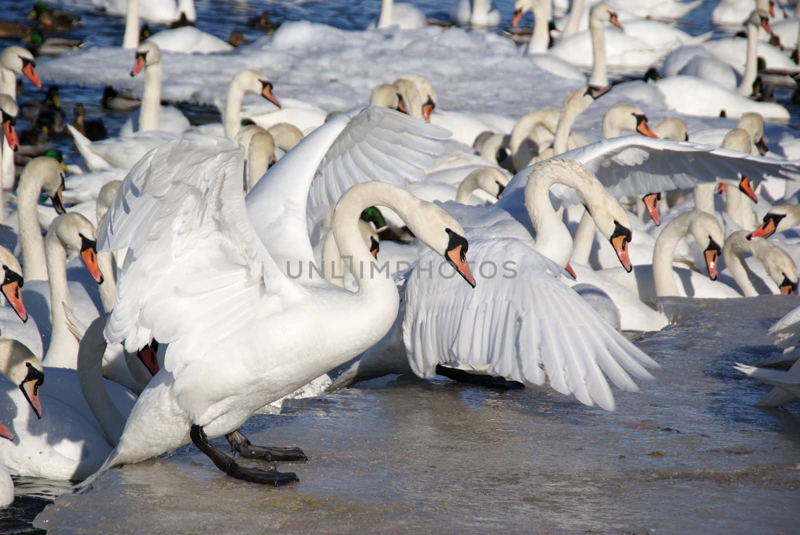 White swan  by andrei_kolyvanov