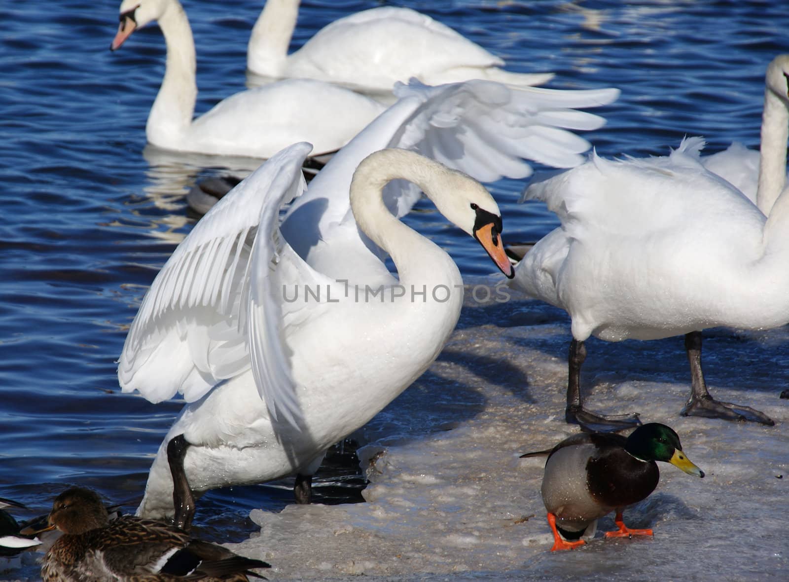 Swan  by andrei_kolyvanov