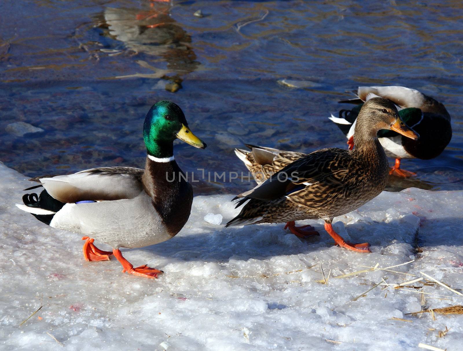 Drake and duck  by andrei_kolyvanov