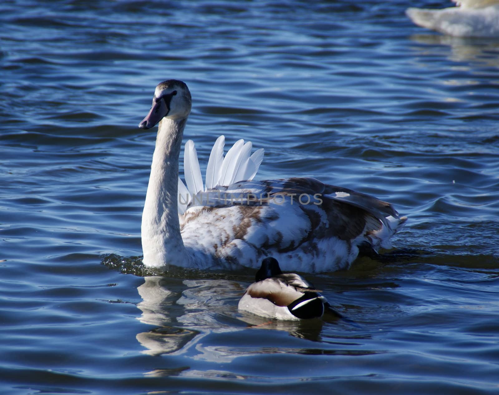 The swan by andrei_kolyvanov