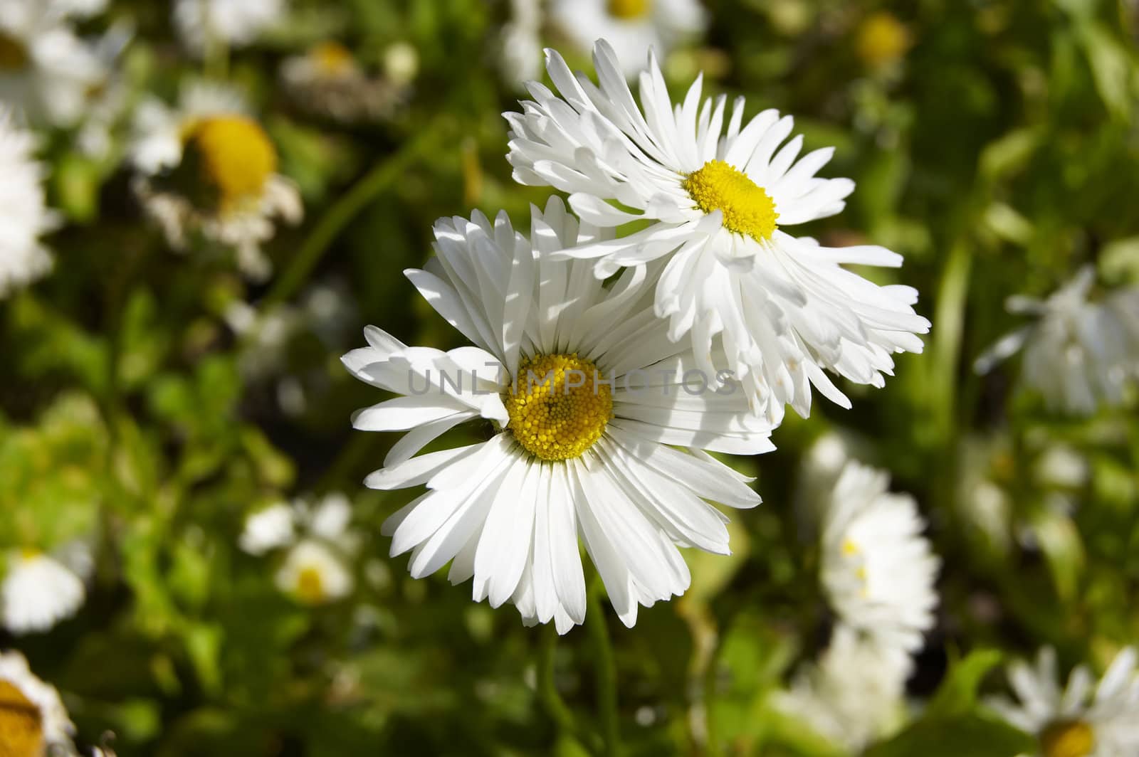 beautiful daisies