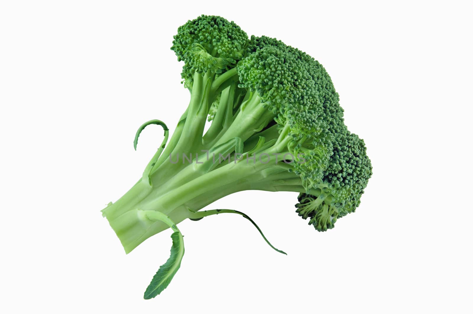 Fresh green broccoli Isolated on a white background.
