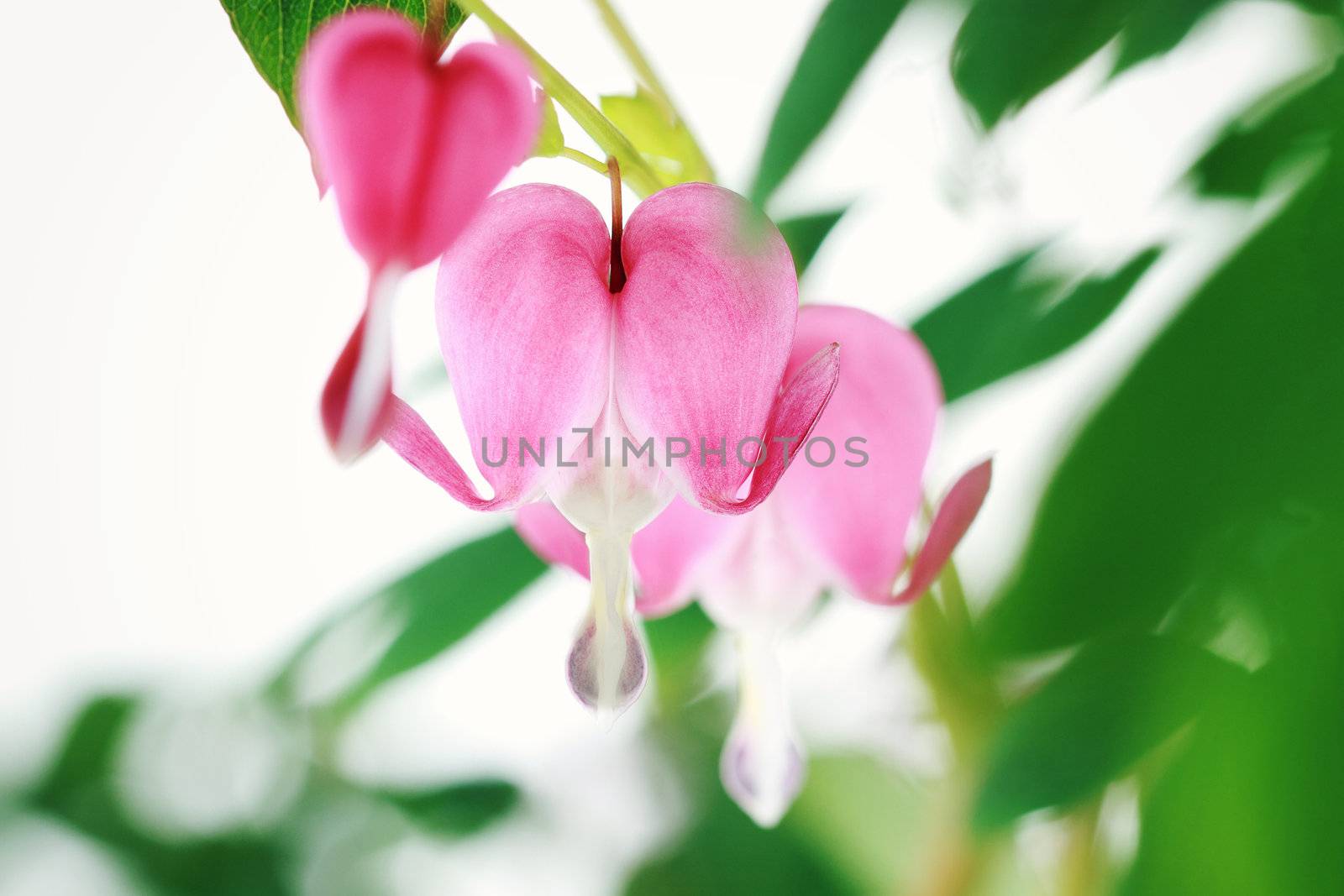 Bleeding Heart by StephanieFrey