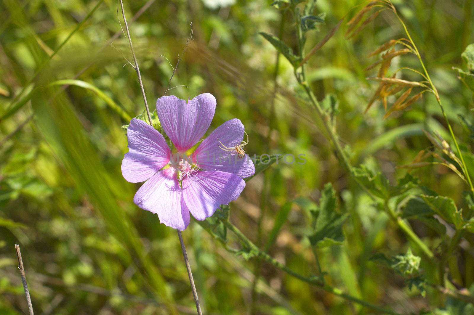 spider on flower