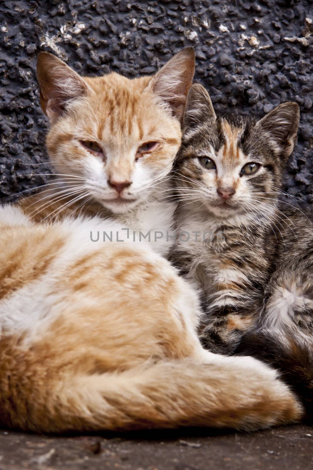Vagabond cats by kasto