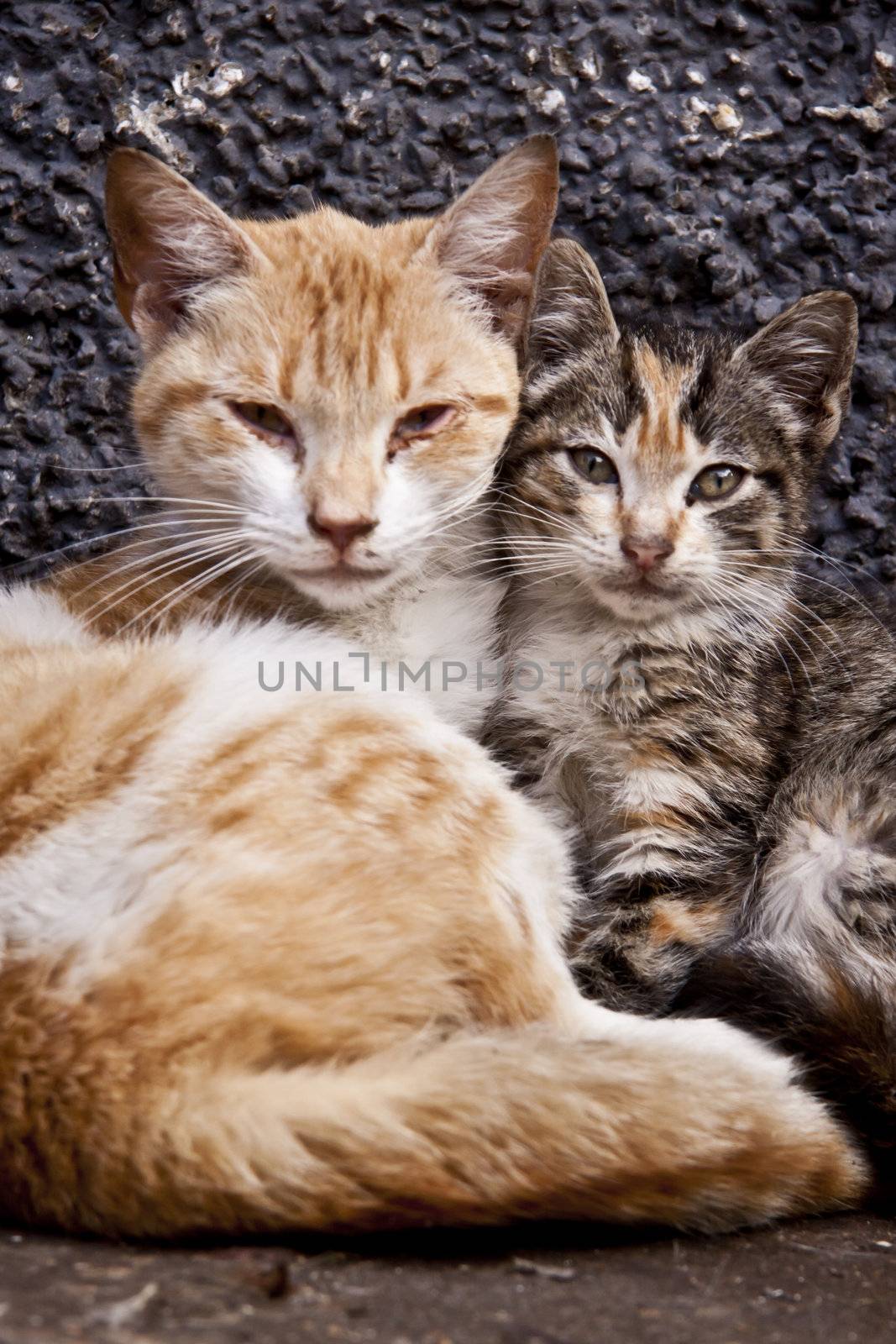 Vagabond cats shot at the street in Morocco