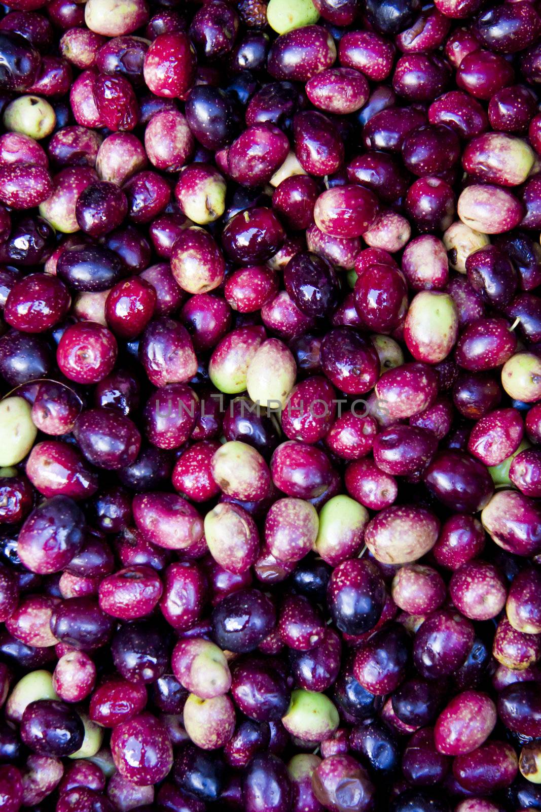 Fresh olives by kasto