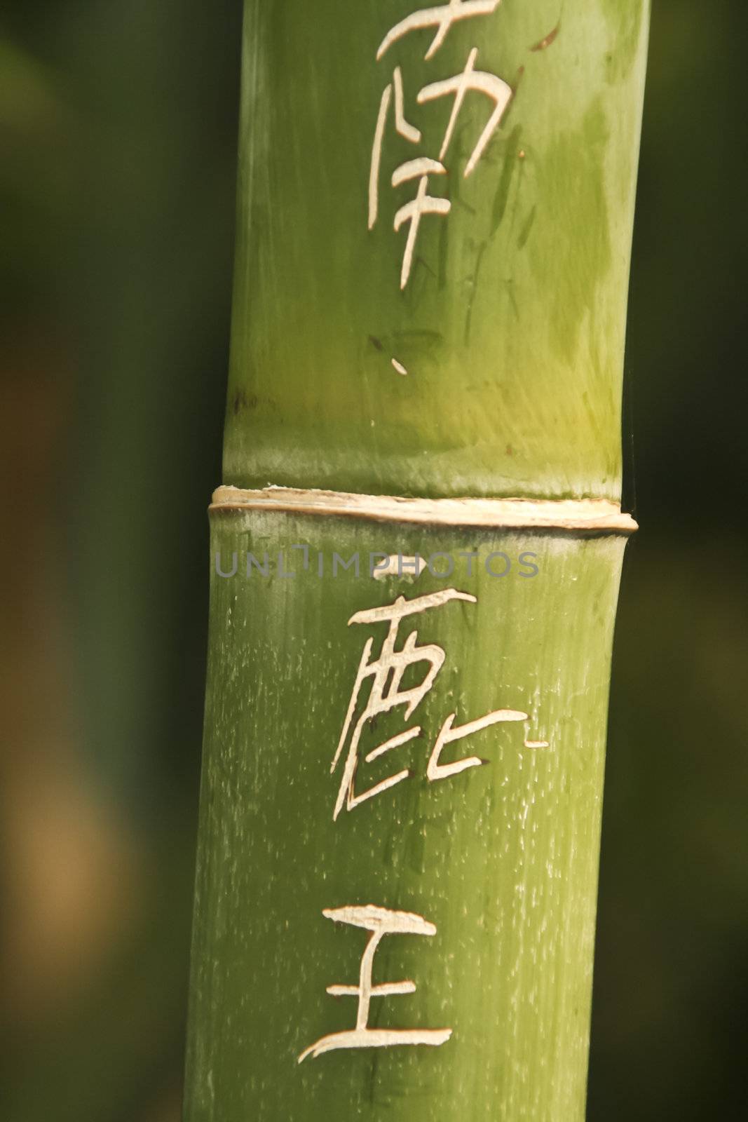 Symbols carved in the bamboo in the traditional chinese park