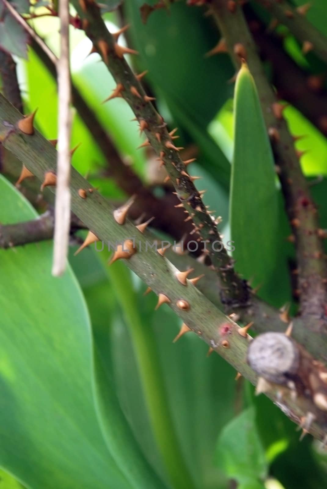 Sharp thorns and juicy flower of love and tenderness