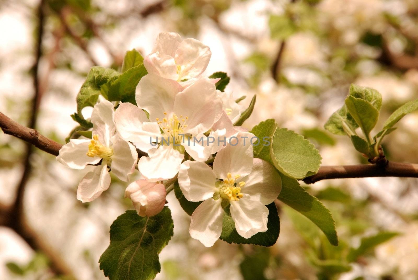 Blossoming garden of juicy apple-trees in solar weather