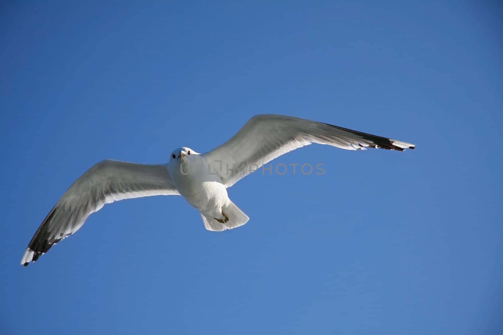 seagull in flight against the blue sky 