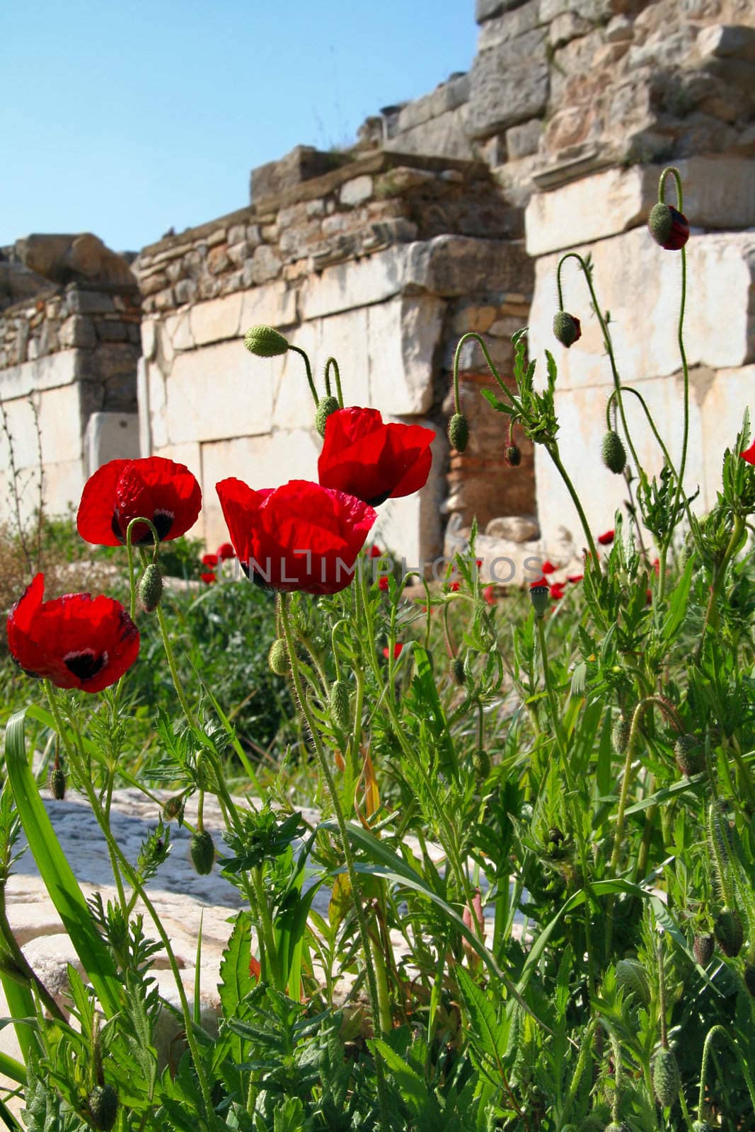 Poppy flowers and stones in Ephesus, Turkey.