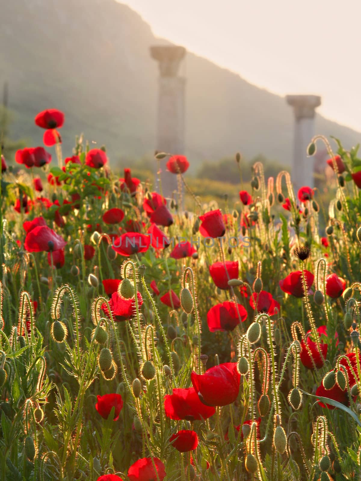 Poppies  by foryouinf