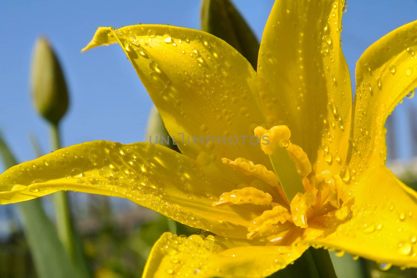 Yellow spring flowers towards the blue sky