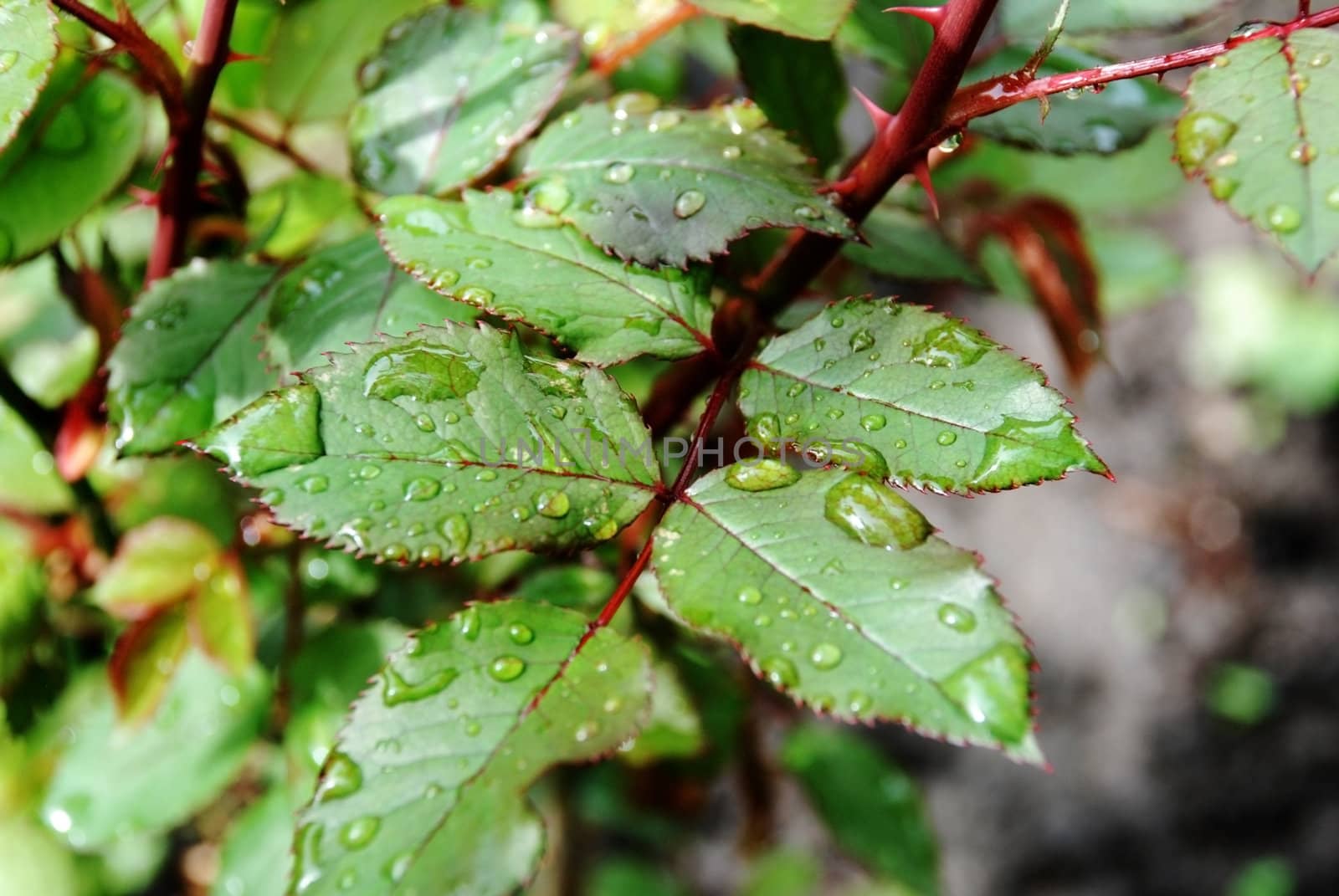 Earlier and the cool morning which has covered with sweet dew foliage