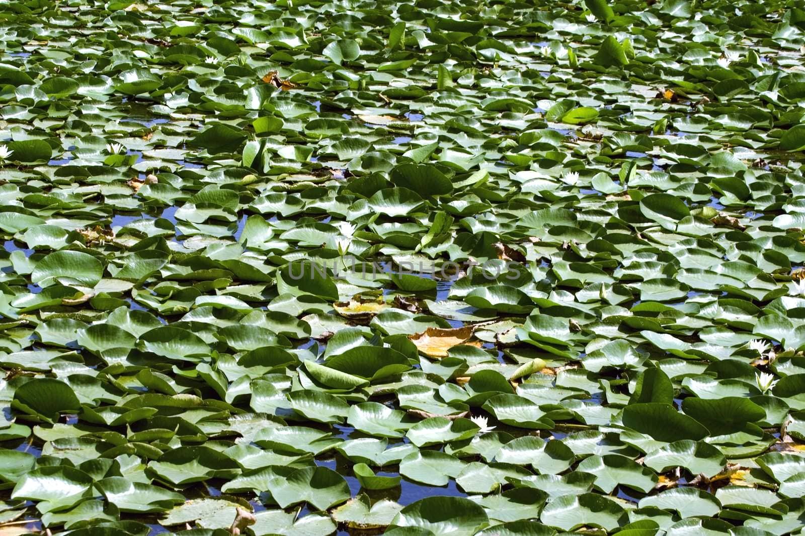 Nice wallpaper of a lake with the water lilies in a sunny day