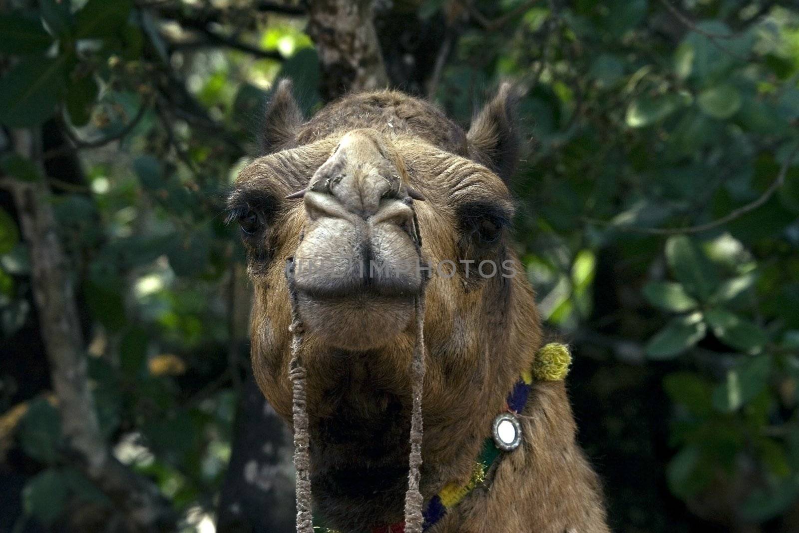 Camel closely