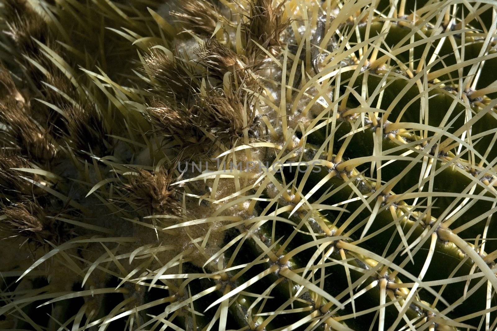 Large mexican cactus closely