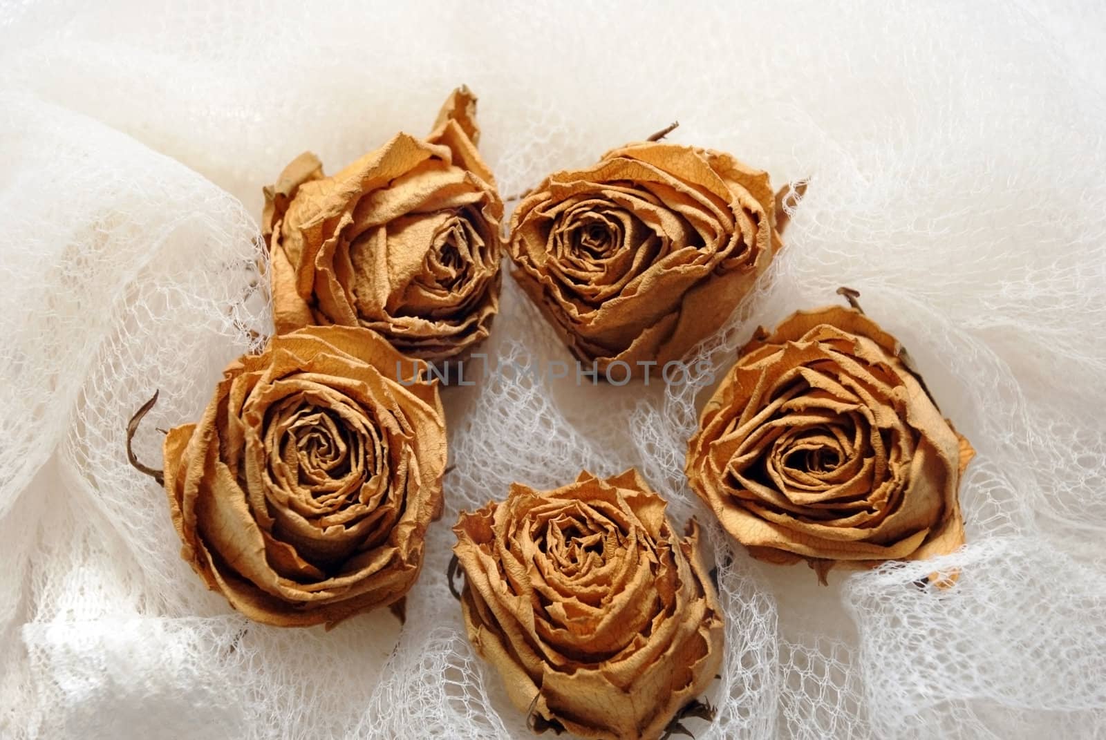 The withering roses lying in loneliness, fabric surface, white background