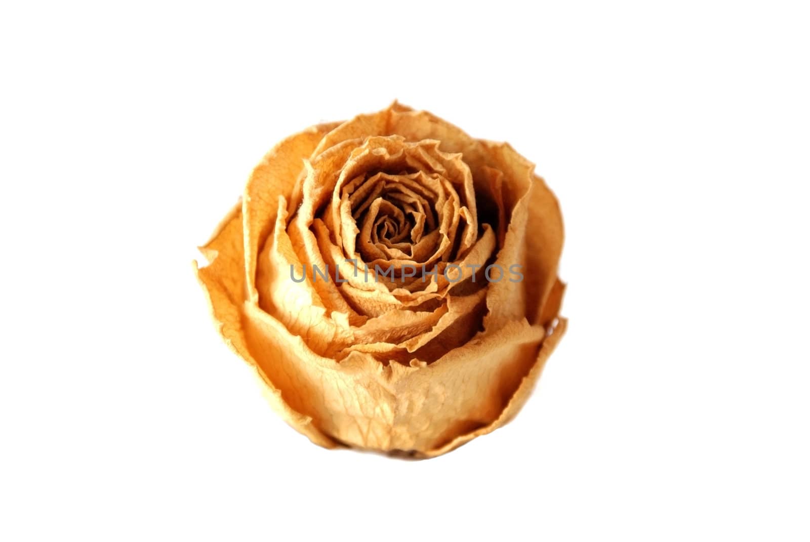 The withering roses lying in loneliness, fabric surface, white background