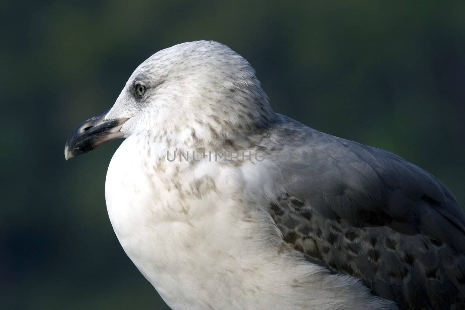 Nice sitting seagull