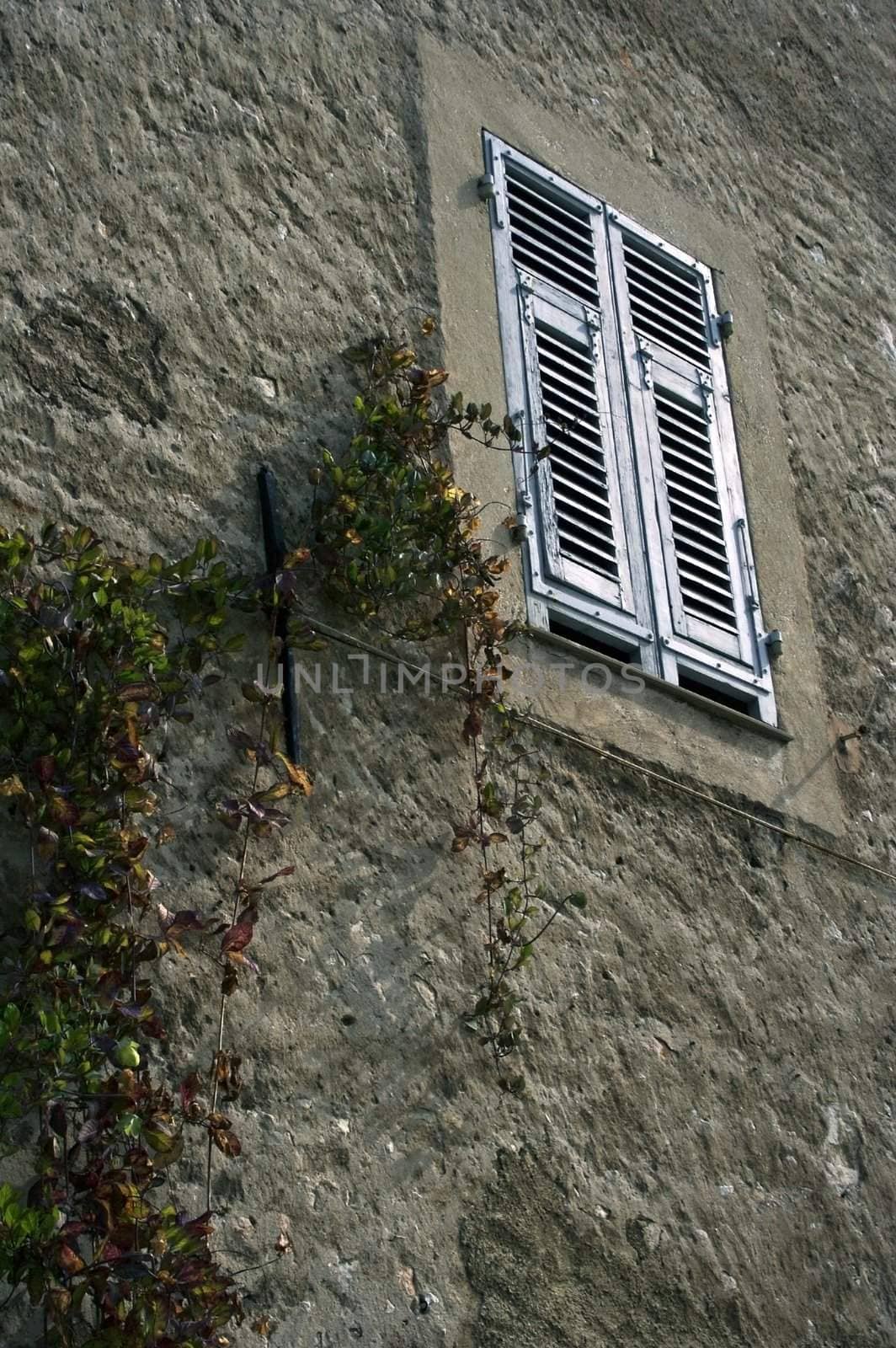 Window in the medieval house with the folwers growing on the wall
