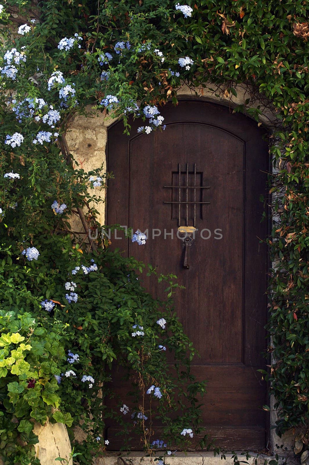 Rural door with the growing ivy and flowers